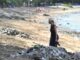 High Tides Lead to Accumulation of Plastic Waste on Kedonganan Beach Bali waste problem in Bali