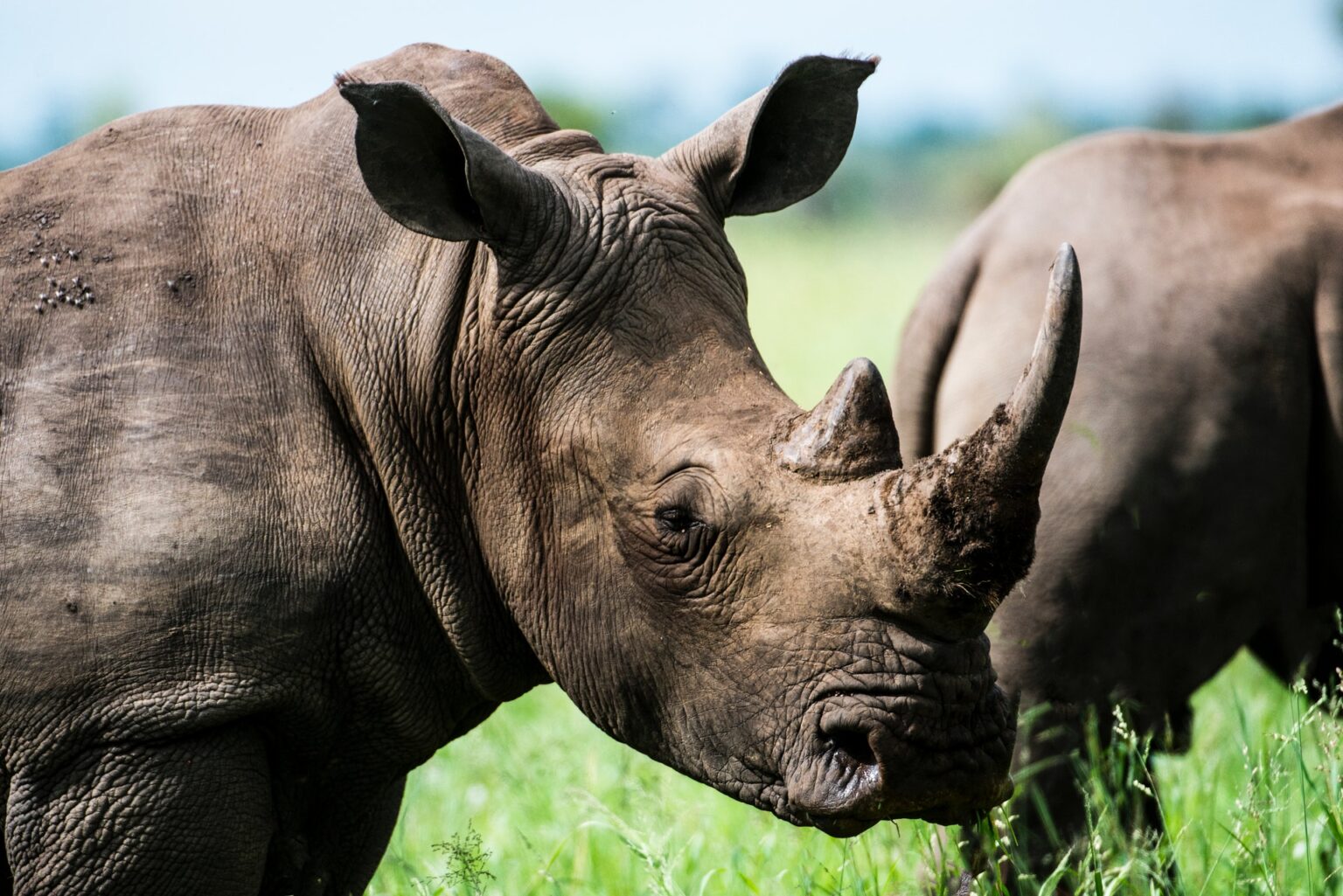 javan rhinoceros.