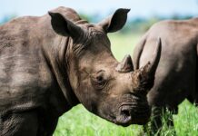 The Endangered Fate of the Javan Rhino in Indonesia Javan Rhino