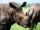 The Endangered Fate of the Javan Rhino in Indonesia Javan Rhino