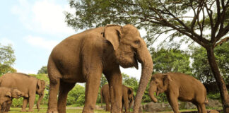 Bali Safari Offers an African Feel bali, bali safari