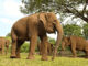 Bali Safari Offers an African Feel bali, bali safari