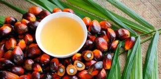 RI Persuades UK Not To Make Rules That Disrupt Palm Oil & Coffee Exports export, united kingdom, indonesia, palm oil, coffee