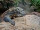 Protecting Komodo Ecosystem, Komodo National Park to Close in Mid-2025 komodo