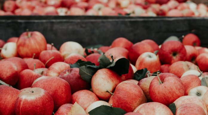 Eco-Friendly Bag Made from Apple and Mango Skins apple skin, mango skin, bag, eco-friendly