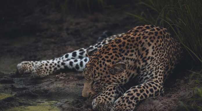 A Wounded And Entangled Leopard Was Found in Kawah Putih Bandung leopard
