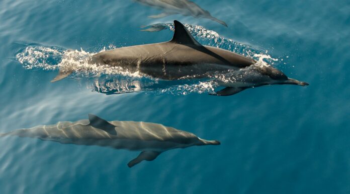 US Company Has Created A Dolphin Robot dolphin, robot