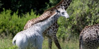 The World’s Last White Giraffe Is Equipped with Tracking Devices To Keep It Safe from Poachers white giraffe
