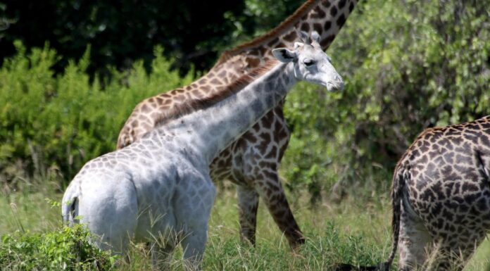 The World’s Last White Giraffe Is Equipped with Tracking Devices To Keep It Safe from Poachers white giraffe