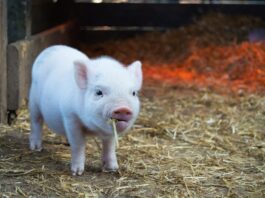 pig, swine flu