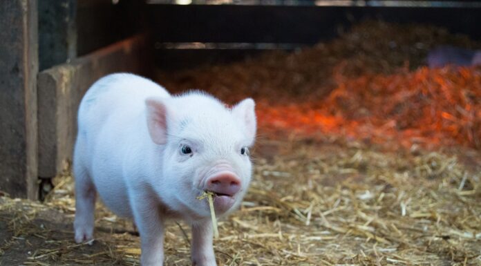 Canada Found A Rare Case of H1N2 Swine Flu In Human pig, swine flu
