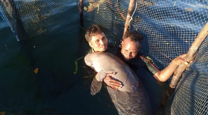 Konawe Islands Residents Found A Dugong with Several Wounds on Its Body dugong