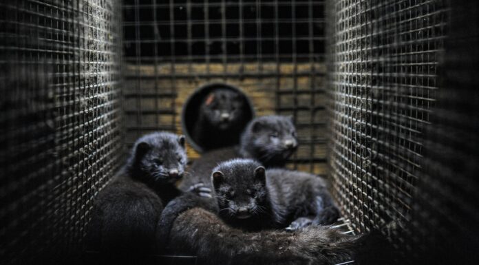 Experts Confirm Animals Can Get Infected with Covid-19 mink