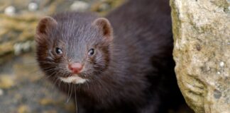 WHO Announced 6 Countries That Has Reported New Corona Transmission from Minks mink