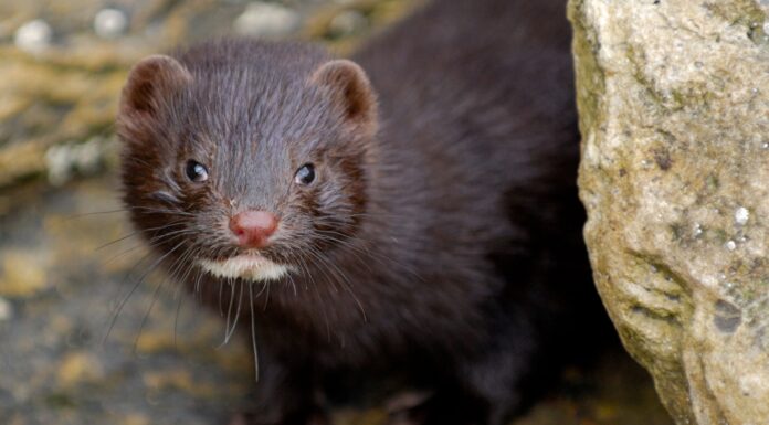 WHO Announced 6 Countries That Has Reported New Corona Transmission from Minks mink