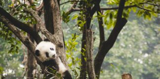 The First South Korean Baby Panda Born panda