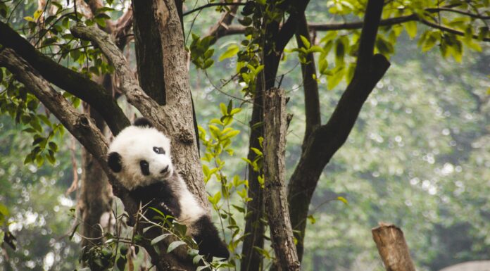 The First South Korean Baby Panda Born panda