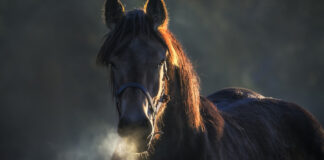 A Man in Russia Loses His Nose Because of Trying to Kiss a Horse horse