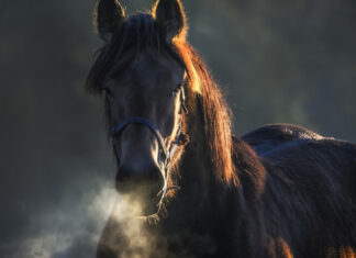 A Man in Russia Loses His Nose Because of Trying to Kiss a Horse horse