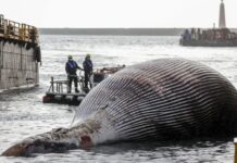 Carcass of One of the Largest Whales Found in Italy whale carcass