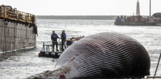 Carcass of One of the Largest Whales Found in Italy whale carcass