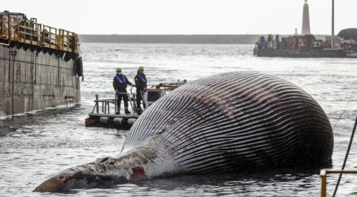 Carcass of One of the Largest Whales Found in Italy whale carcass