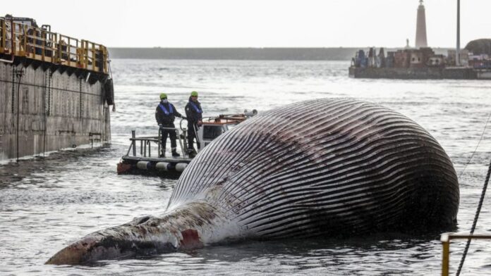 whale carcass