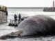 Carcass of One of the Largest Whales Found in Italy whale carcass