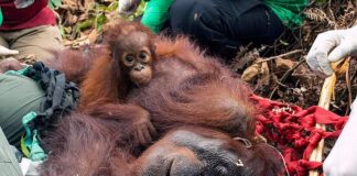 Starving to Sharp Weapon Wounds, 3 Orang Utans in Central Kalimantan Have Been Evacuated orang utan
