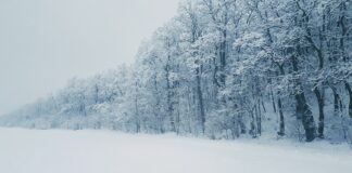 Snowstorm hits Netherlands and Germany