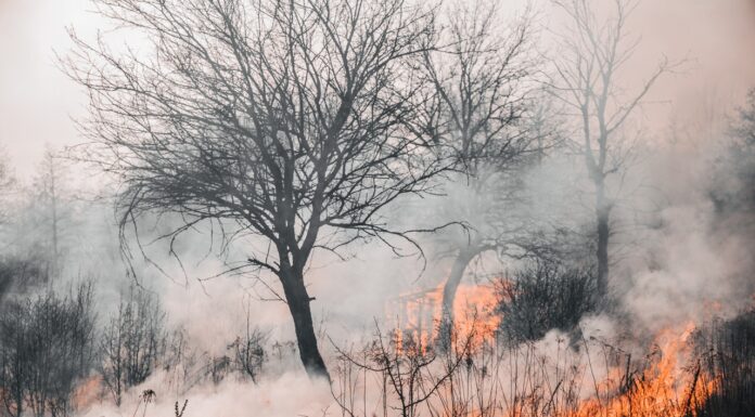 Hundreds of forest acres burned in Riau