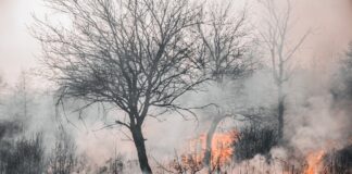 Forest fire appear in Riau