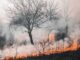 Forest fire appear in Riau