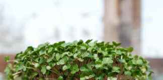 ‘Microgreen’ a Healthy Foods that Can be Grown While at Home Microgreen