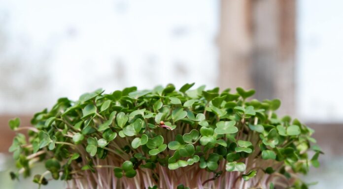 ‘Microgreen’ a Healthy Foods that Can be Grown While at Home Microgreen