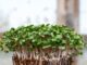 ‘Microgreen’ a Healthy Foods that Can be Grown While at Home Microgreen