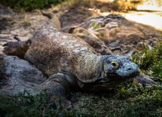 Already Warned by UNESCO, Komodo Park Project will Continues Komodo Project