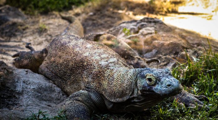 Already Warned by UNESCO, Komodo Park Project will Continues Komodo Project