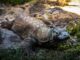 Already Warned by UNESCO, Komodo Park Project will Continues Komodo Project