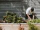 Gardening for Health? Why Not? Gardening