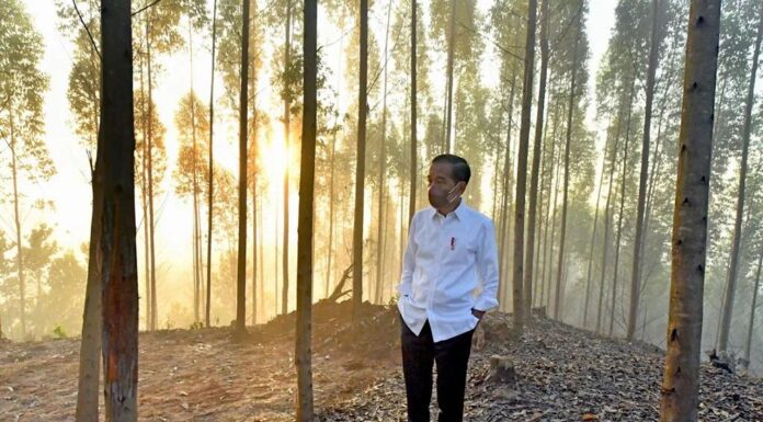 New Capital Is Still Seeking Investors for Continued Development Jokowi at the new capital