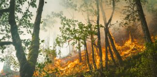 Beware of Fires During the Dry Season