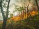 Beware of Fires During the Dry Season