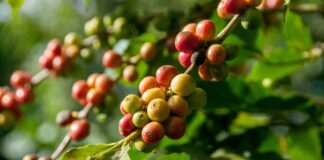Balinese Coffee Farmer Enters Global Market