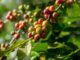 Balinese Coffee Farmer Enters Global Market