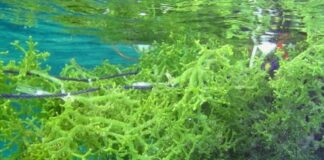 65% of Indonesia’s Seaweed Product Exports Are Still in Raw Form, Industrialization Is the Key Seaweed