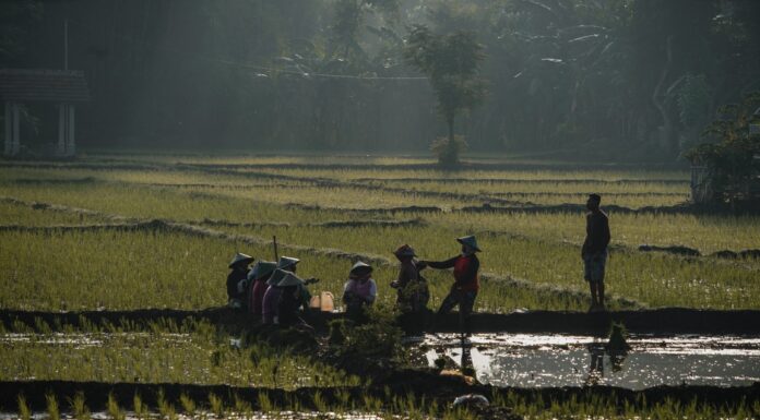 The Ministry of Agriculture Will Discuss 3 Food Issues at the G20 Event