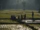 The Ministry of Agriculture Will Discuss 3 Food Issues at the G20 Event