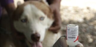 West Java Prepares 55,000 Rabies Vaccines