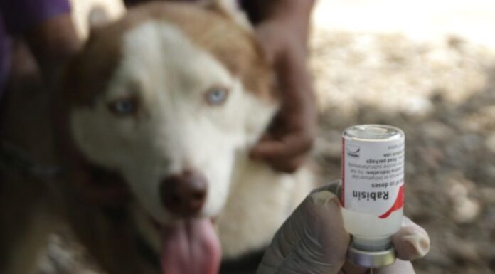 The Rabies Cases in Bali Are on the Rise, Ministry of Health Prepares 30 Thousand Anti-Rabies Vaccines